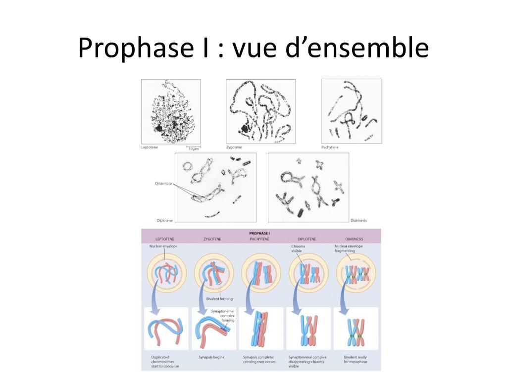 PPT - La transmission de l’information génétique (2) PowerPoint ...