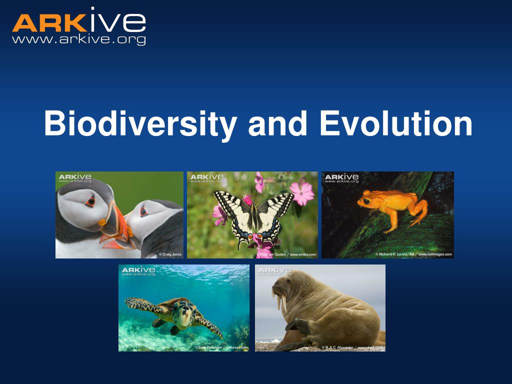 biodiversity and evolution essay