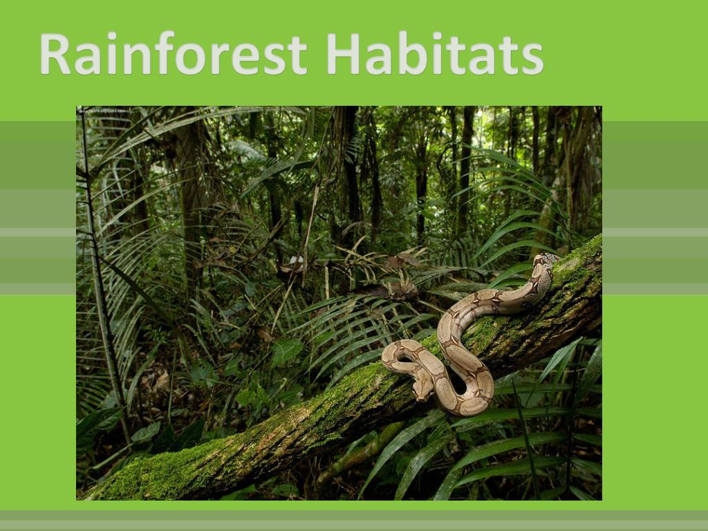 PPT Rainforest Habitats PowerPoint Presentation, free download ID