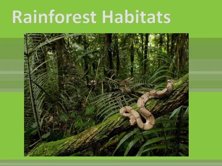 PPT - Rainforest Habitats PowerPoint Presentation, free download -  ID:2108179