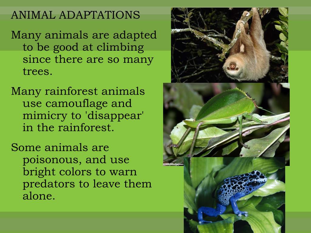 Rainforest Animals List, Adaptations, Pictures