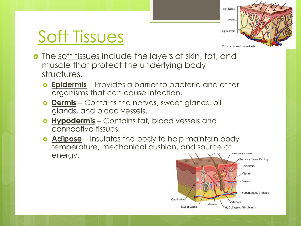 PPT Chapter 10 Soft Tissue Injures PowerPoint Presentation Free 