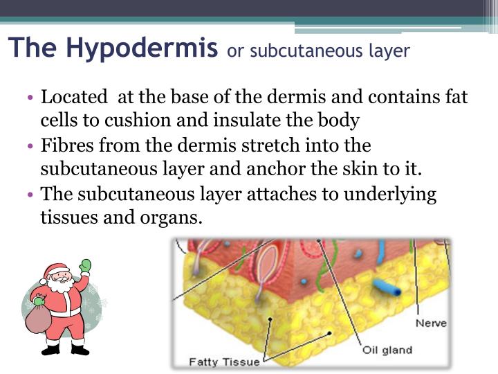 PPT Skin Biology PowerPoint Presentation ID2108299