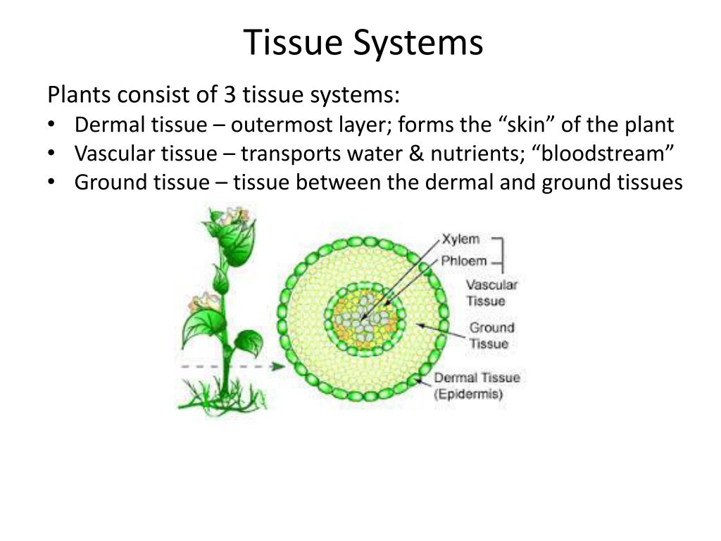 Plant tissues. Tissue of Plants Vascular. Covering Tissue Plants. Ground Tissue of Plants.