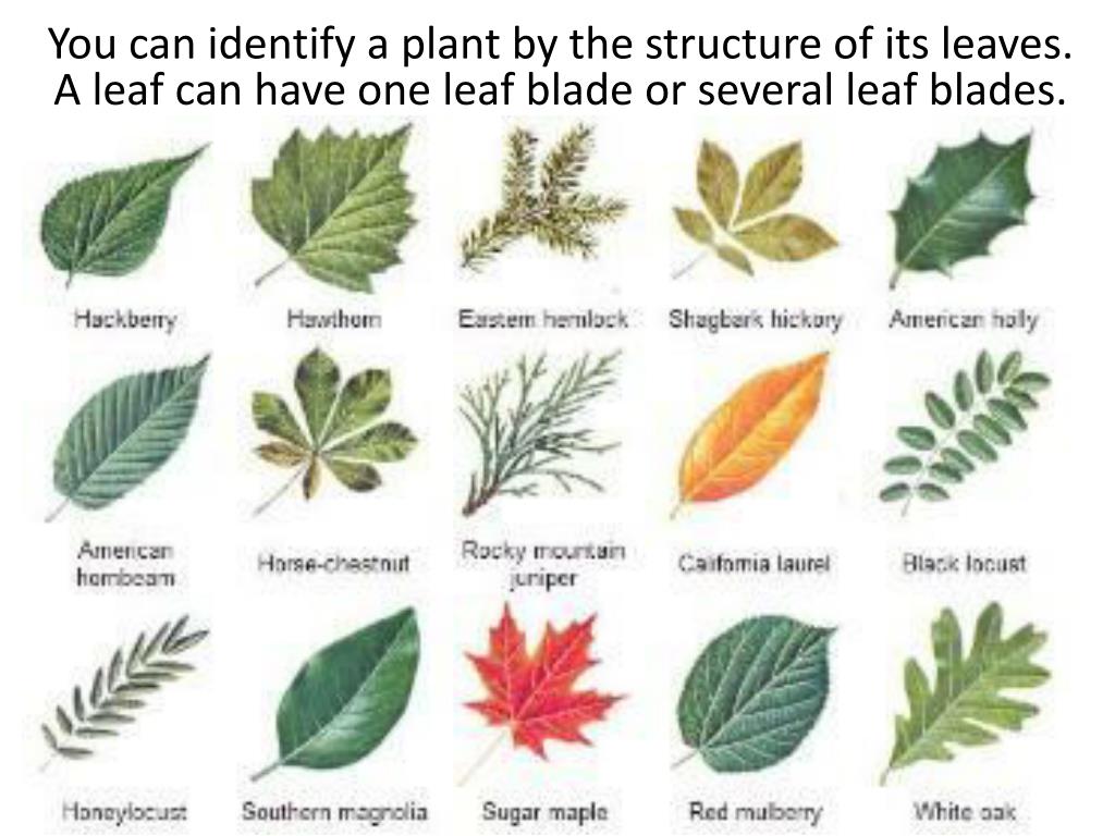 Красивые листья с названиями
