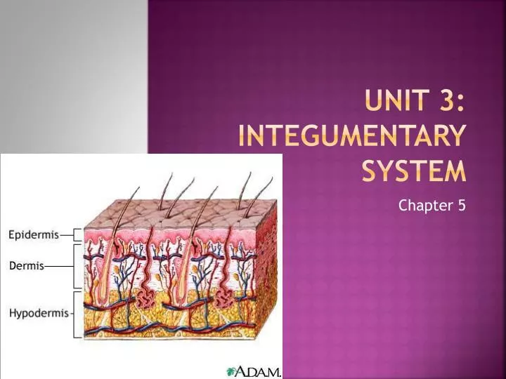 unit 3 integumentary system n.