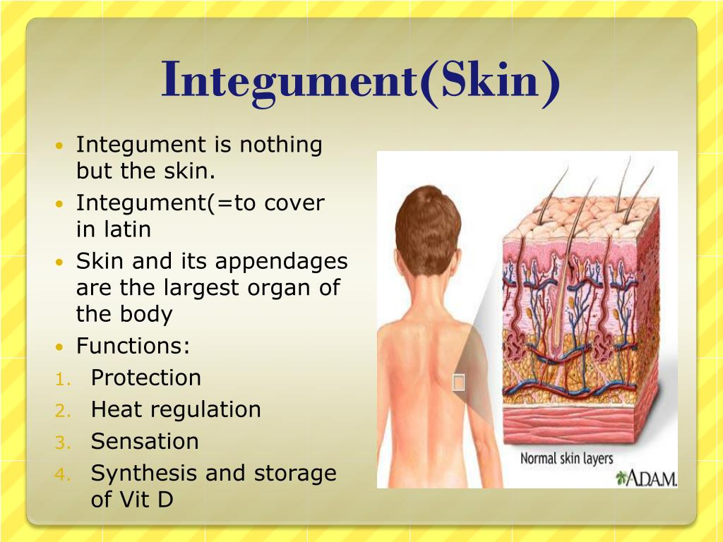 powerpoint presentation about integumentary system