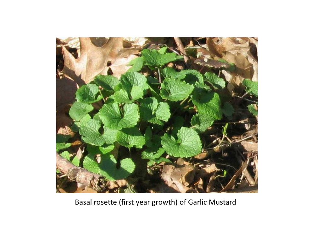 PPT The Mustard Family Brassicaceae / Cruciferae PowerPoint Presentation ID2108524