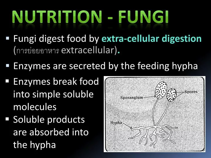 PPT Fungi digest food by extracellular digestion ( การย่อยอาหาร extracellular) . PowerPoint