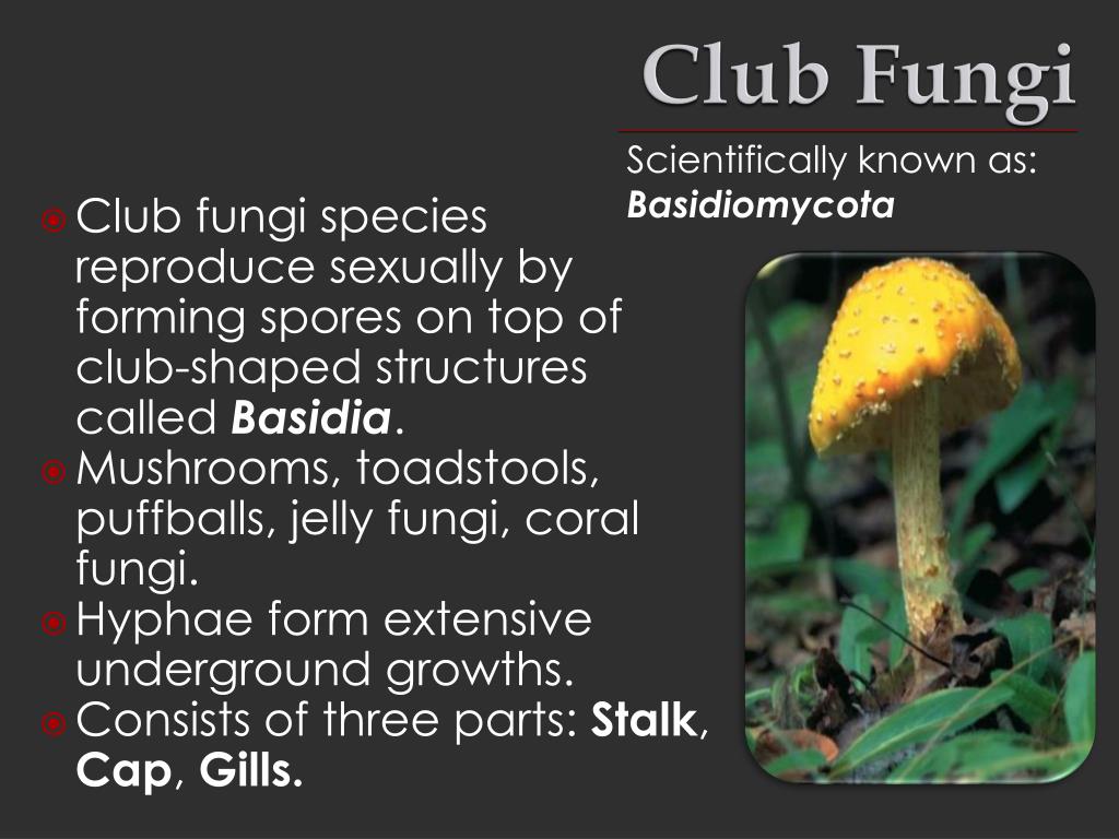 Ppt Club Fungi Powerpoint Presentation Free Download Id