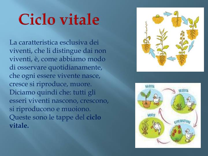 Il Fiore è Un Essere Vivente PPT - Il fenomeno VITA!!!!!! PowerPoint Presentation - ID:2108874
