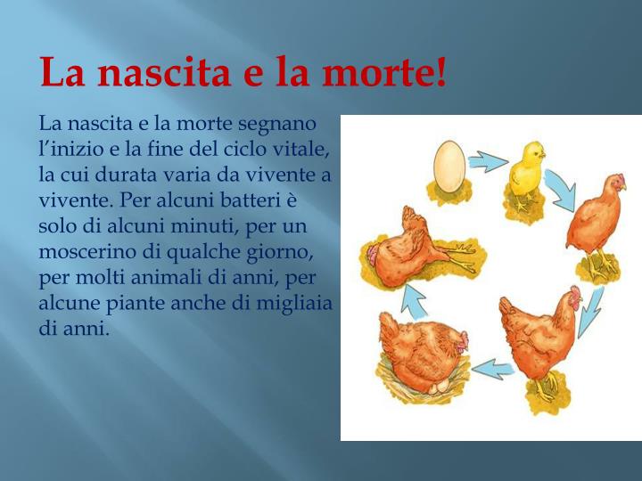 PPT - Il fenomeno VITA!!!!!! PowerPoint Presentation - ID:2108874