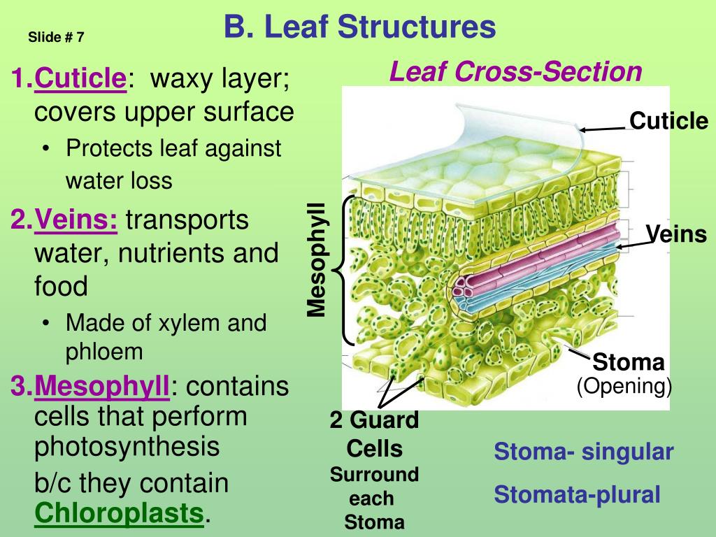 First structure. Leaf structure. Leaf structure of the Leaf. Structure of leaves. Internal structure of the Leaf.