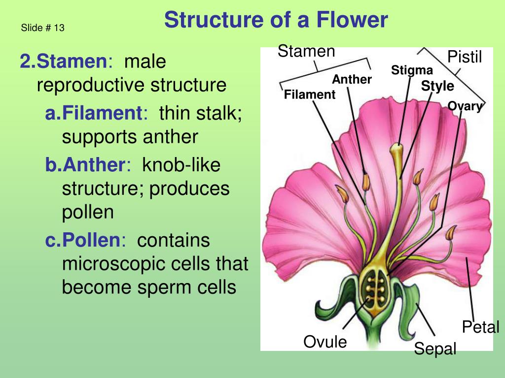 PPT Structure of Plants PowerPoint Presentation, free download ID2108901
