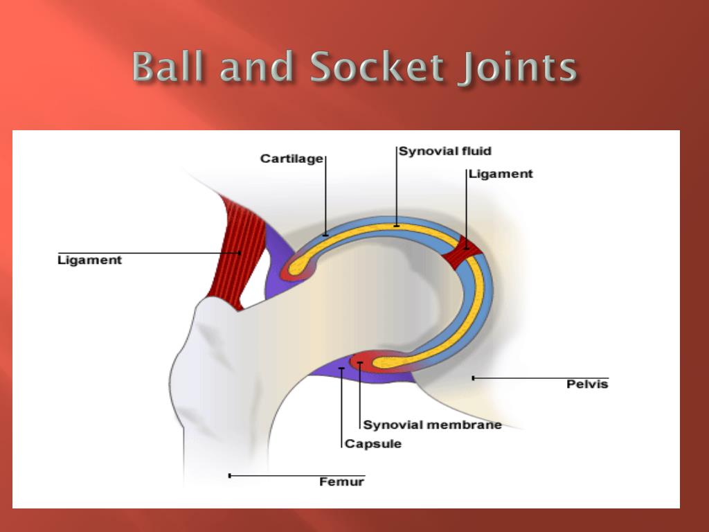 Ball And Socket Joint Diagram