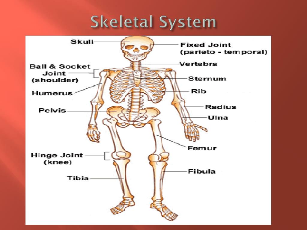 Ppt Major Organ Systems Powerpoint Presentation Free Download Id2109178 