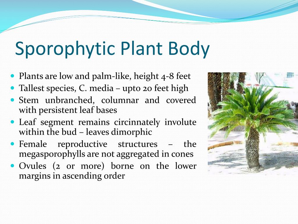 PPT - CYCAS Structure, Reproduction & Life-Cycle PowerPoint Presentation -  ID:2109187