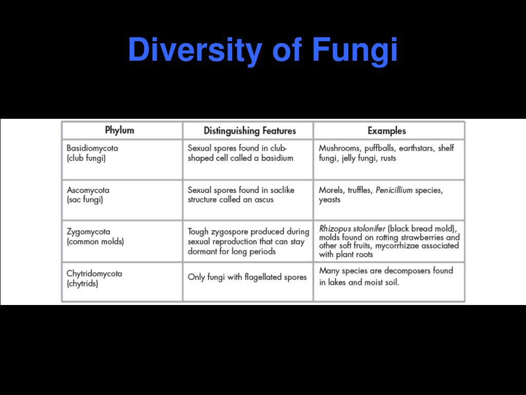 PPT - FUNGI PowerPoint Presentation, free download - ID:2109240