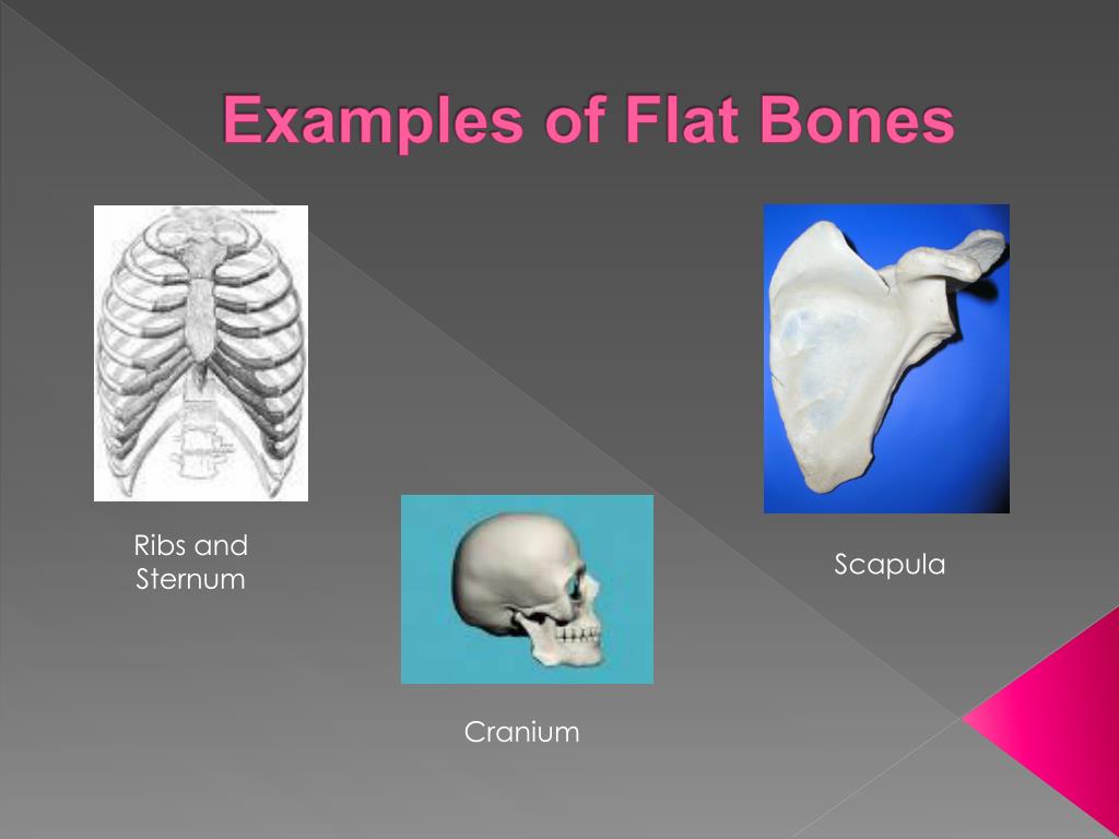 PPT - Anatomy and Physiology of the Skeletal System PowerPoint