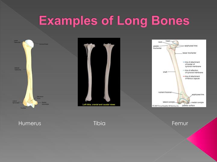 PPT - Anatomy and Physiology of the Skeletal System PowerPoint