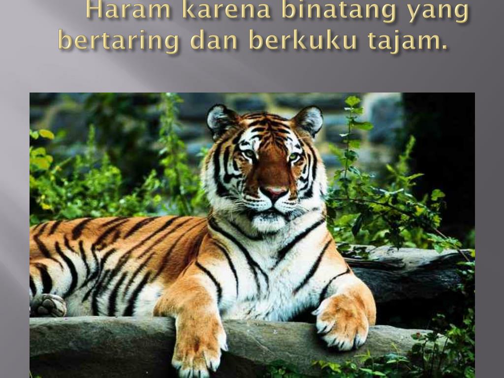 Gambar Binatang Halal Dan Haram