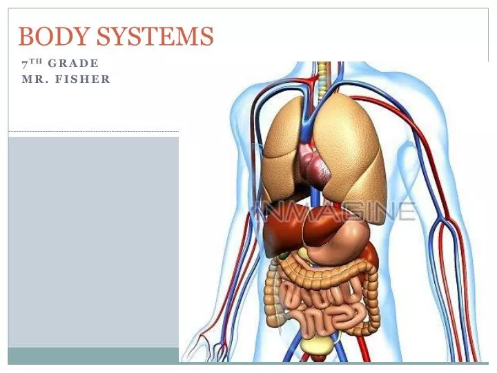 body systems n.