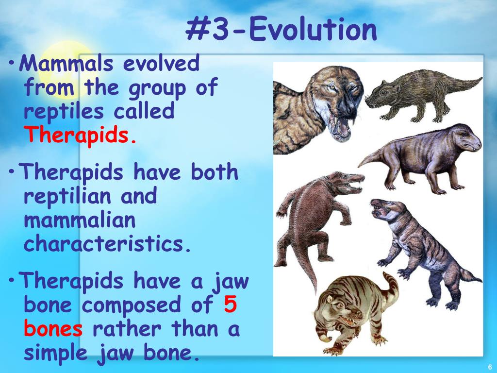 The Origin Evolution Of Mammals By Managu Ramirez Iss - vrogue.co