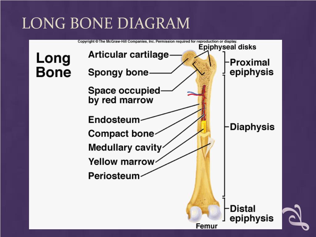Long bone. Long Bones. Yellow Bone Skin. Narrow Yellow in Bone.