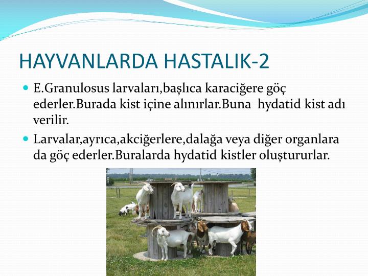 Karaciğer obezite tedavisi mümkün müdür Karaciğer obezite tedavisi mümkün müdür