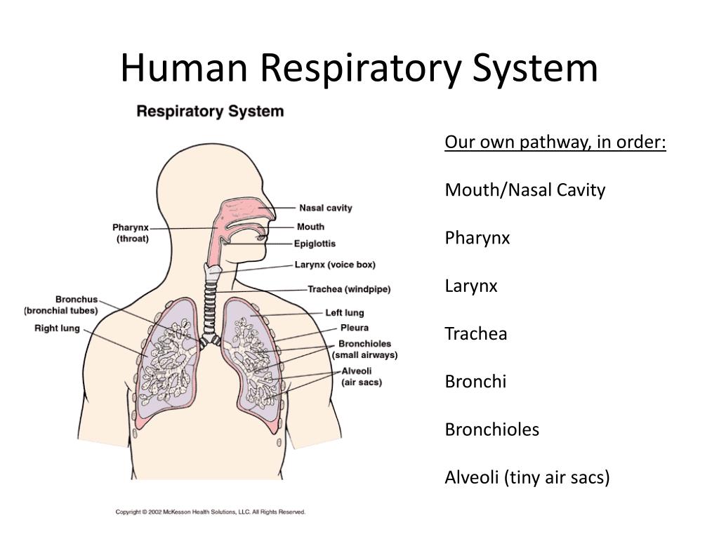 Дыхательная латынь. Human Respiratory System. Дыхательная система человека. Органы дыхания на латыни. Дыхательная система на английском.