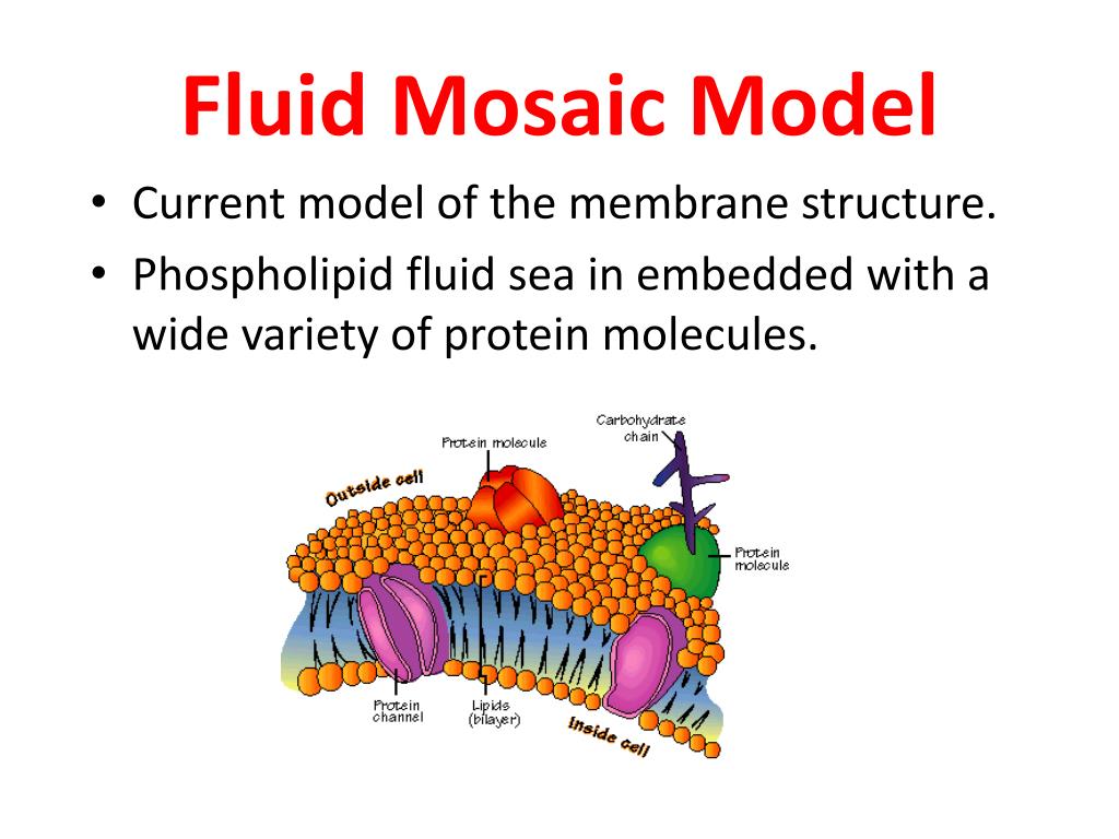 Diagram Of Fluid Mosaic Model