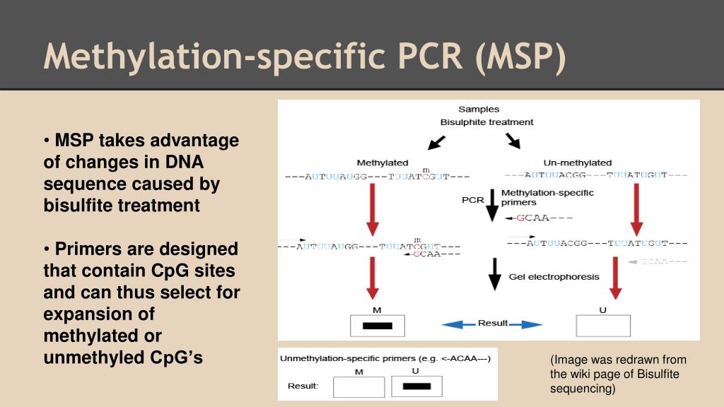 methylation specific pcr