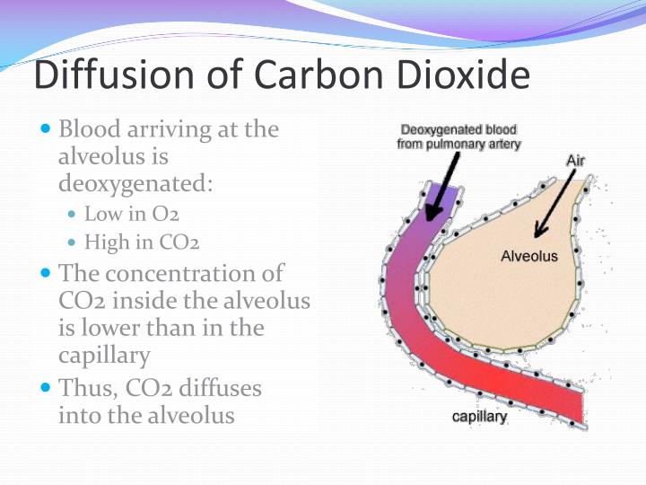 PPT The Respiratory System PowerPoint Presentation ID2111036