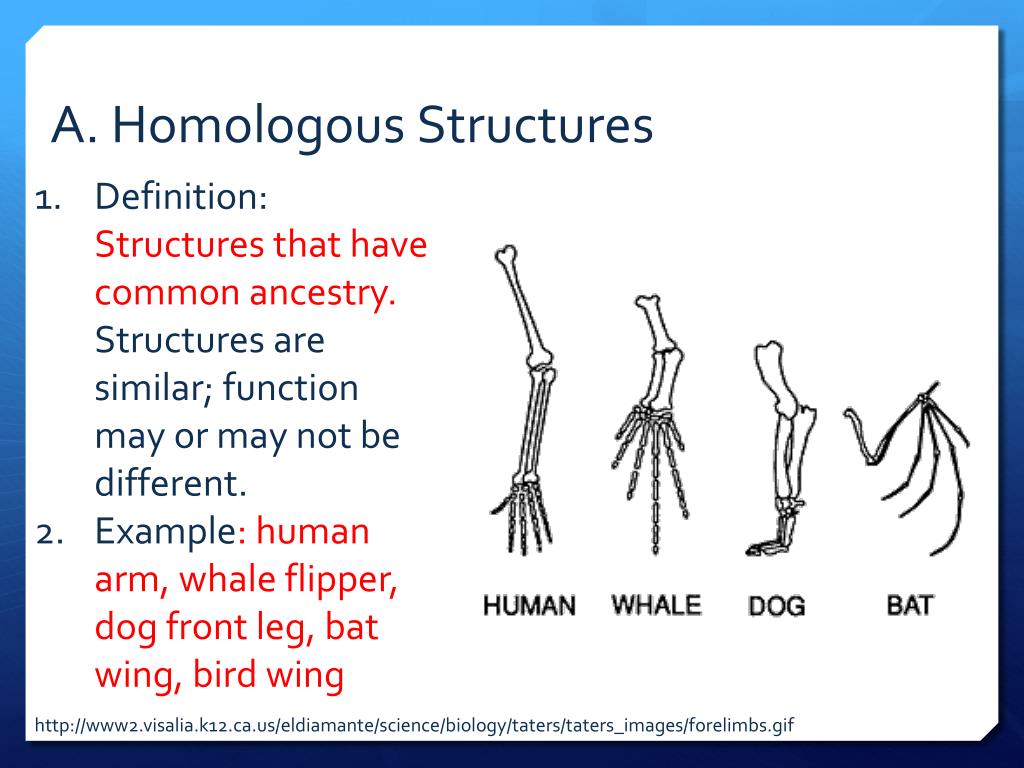 Comparative structures. Arm - примеры. Anatomic evidence. History of Comparative Dental Anatomy picture.