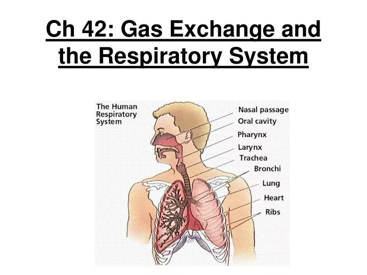 powerpoint presentation on breathing and exchange of gases