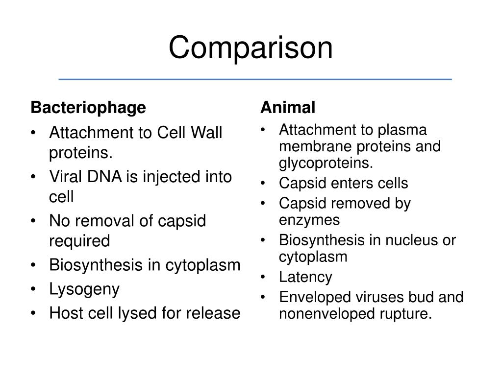 PPT - Eukaryotes and Viruses PowerPoint Presentation, free download - ID:2112099 PPT - Eukaryotes and Viruses PowerPoint Presentation, free download - ID:2112099
