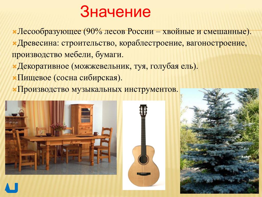 Значение дерева ели. Музыкальные инструменты из хвойных деревьев. Древесина сосна применяется. Использование древесины ели. Использование хвойных деревьев.