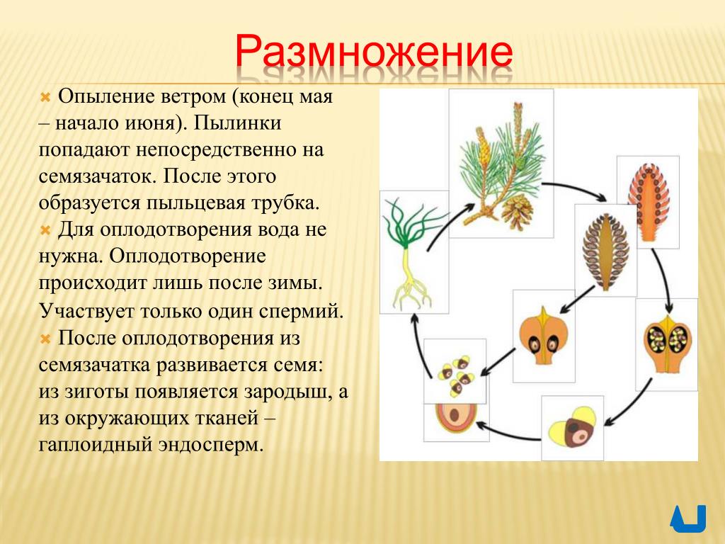 Голосеменные растения пыльца. Эндосперм голосеменных это гаметофит. Оплодотворение у голосеменных схема. Размножение голосеменных схема. Оплодотворение голосеменных растений схема.
