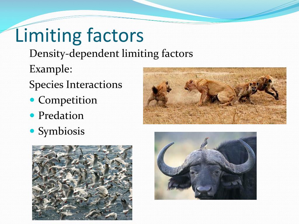 density dependent limiting factors density dependent limiting factors