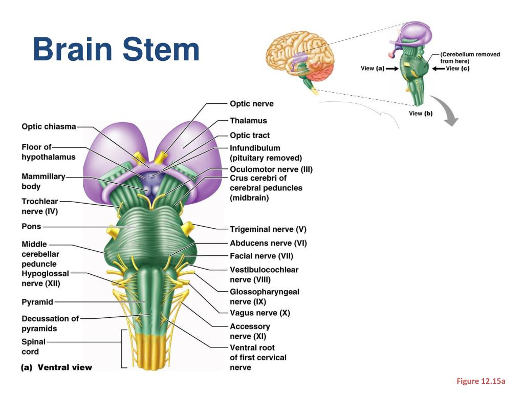 PPT - The Brain (& CNS) PowerPoint Presentation, free download - ID:2114143