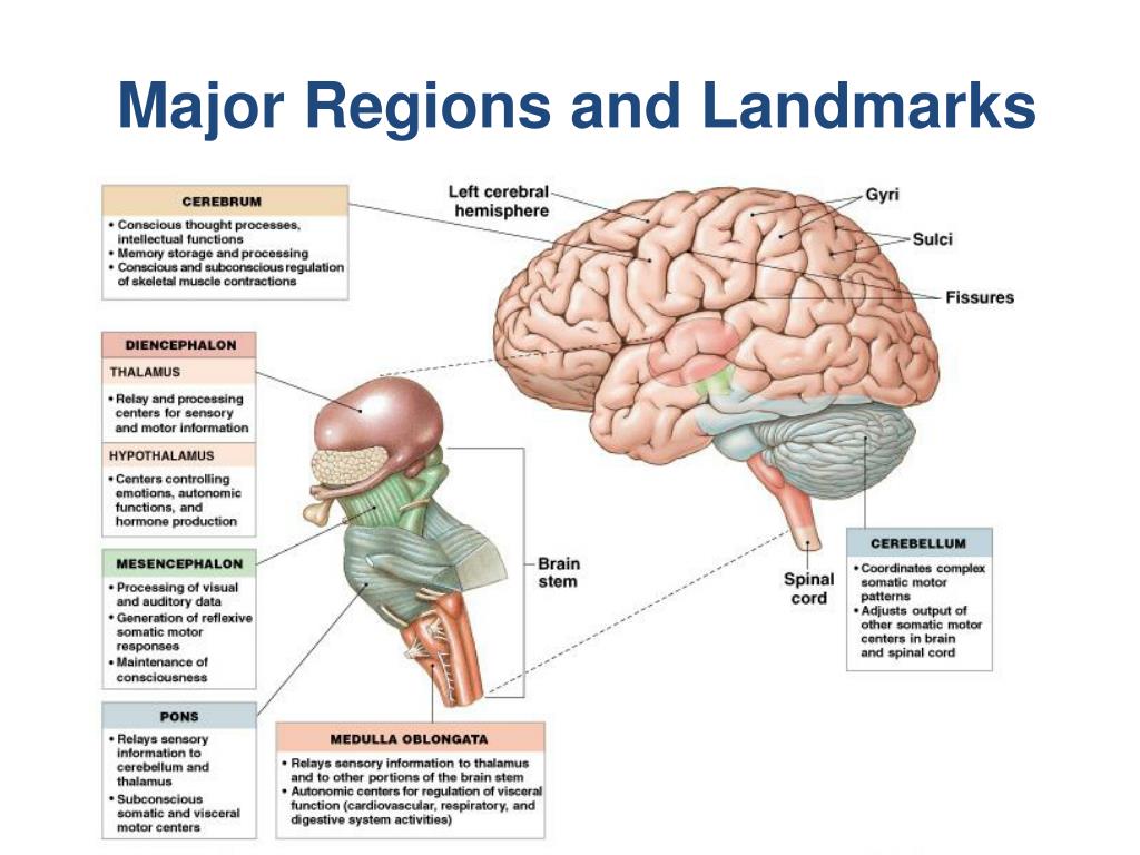 Major Regions Of The Brain