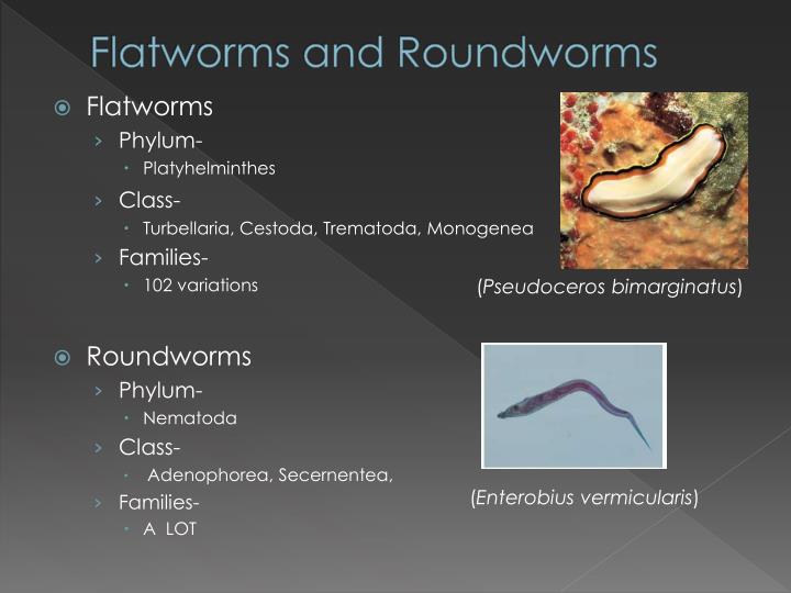 ppt flatworms roundworms powerpoint