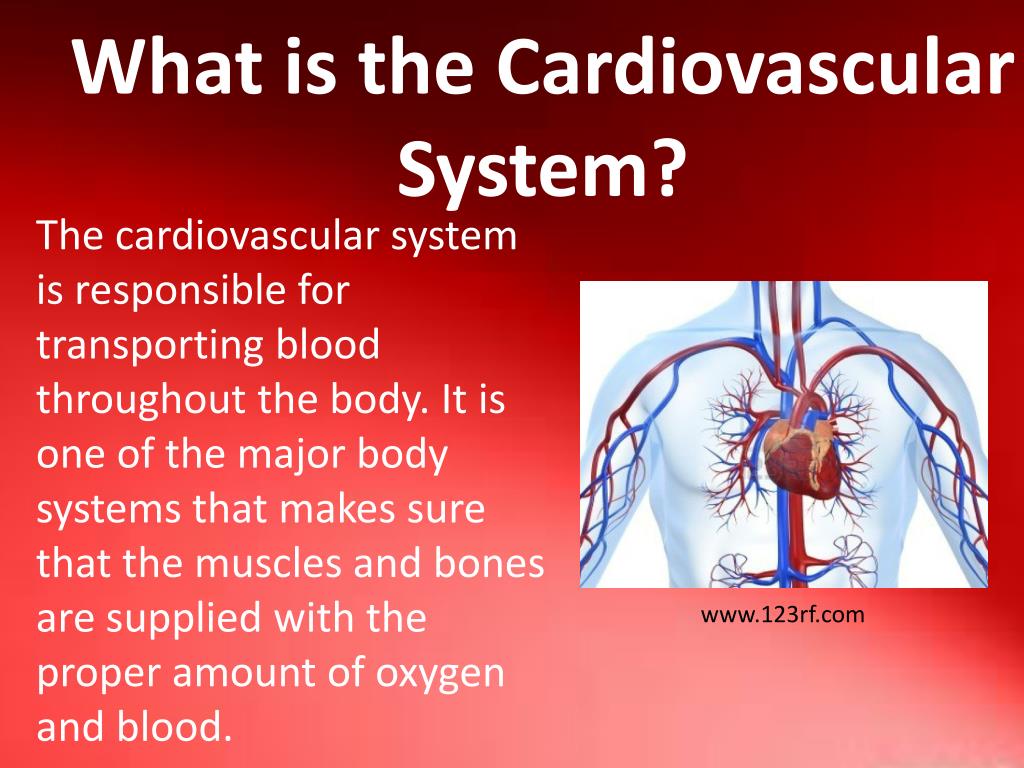 cardiovascular system powerpoint presentation