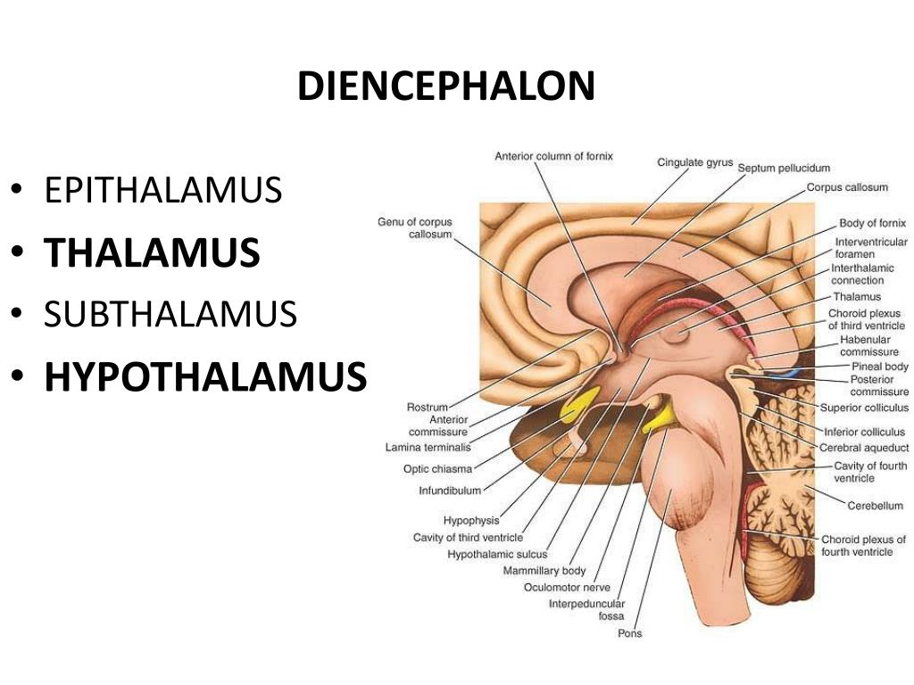 Промежуточный мозг располагается в. Эпиталамус и субталамус. Гипофиз и таламус. Эпиталамус и гипоталамус. Таламус эпиталамус метаталамус.