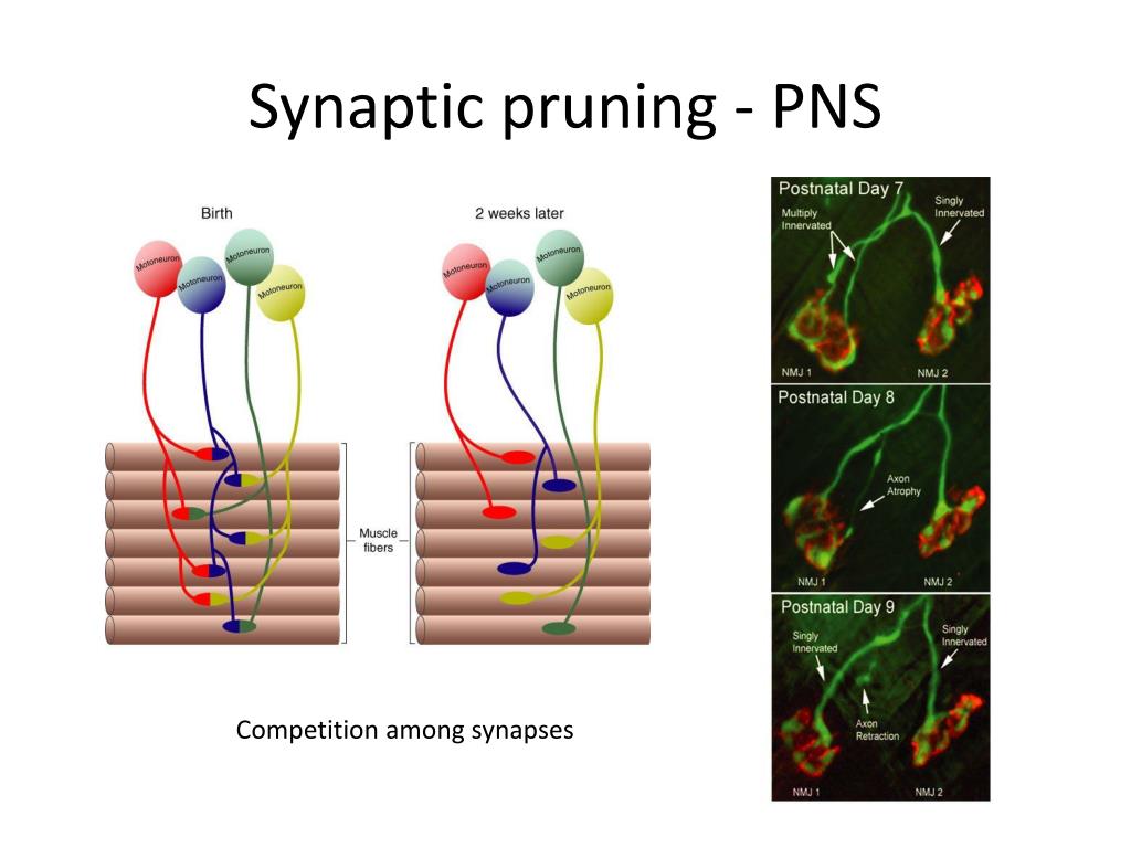 PPT Brain Development PowerPoint Presentation Free Download ID 2114416 PPT Brain Development PowerPoint Presentation Free Download ID 2114416