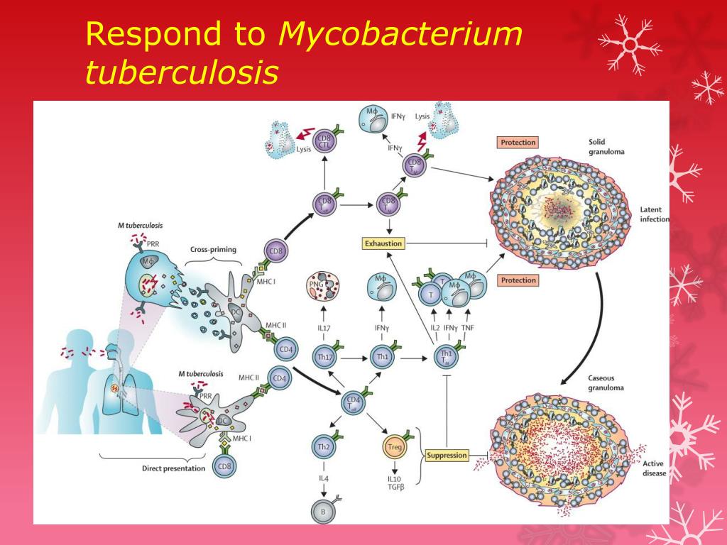 PPT - EFFECT OF MESENCHYMAL STEM CELLS ON MYCOBACTERIUM TUBERCULOSIS ...