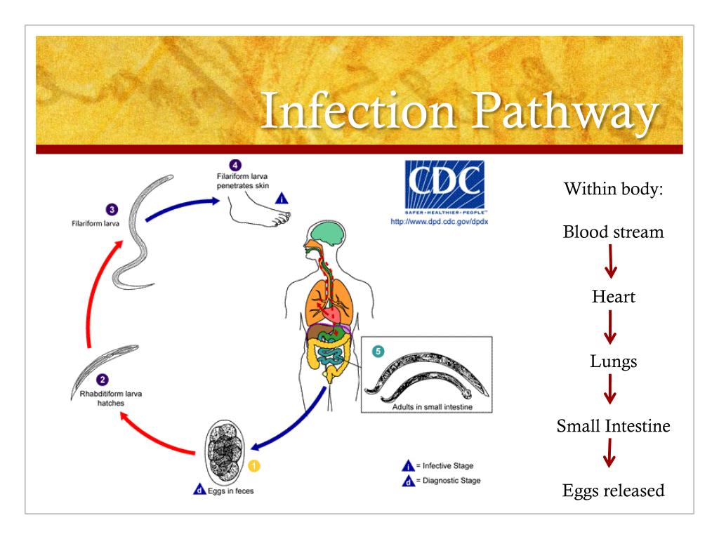 Ppt Hookworm Powerpoint Presentation Free Download Id 2114676