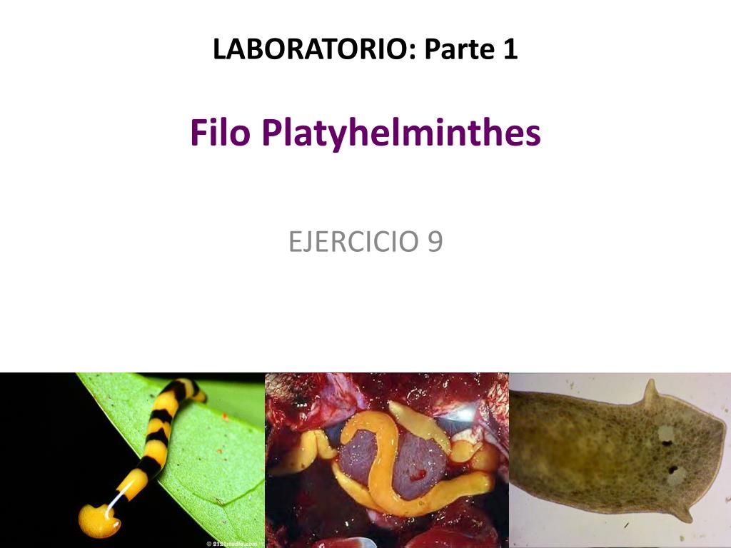 Platyhelminthes nemathelminthes ppt - kajapedia.hu, Ppt platyhelminthes és nemathelminthes