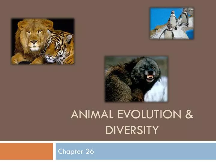 wildlife ppt presentation free download wildlife ppt presentation free download