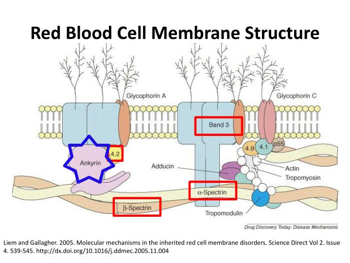 Red Blood Cell Membrane Structure